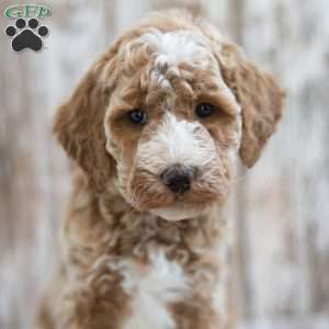 Hector, Mini Labradoodle Puppy